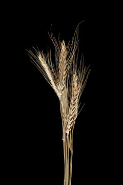 wheat spike isolated on a black background