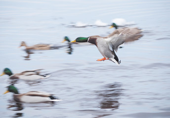 ducks on the river in winter