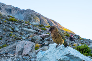 Kia Bird stand on the rock beside the glacier lake in Mt Cook National park, Hook Valley, South Island, New Zealand