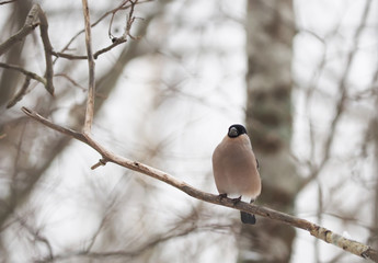 bullfinch in the park on the trough
