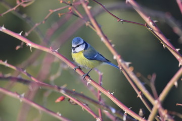 Obraz premium Cyanistes caeruleus