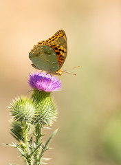 Beautiful butterfly in the wild on a plant
