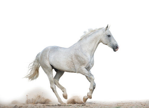 White stallion running gallop