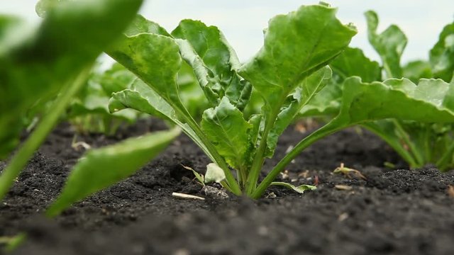 Agricultural industry. Close-up shot of young green sprouts of sugar beet. HD