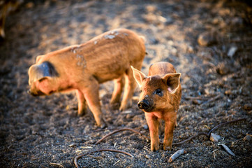 Red piglets of the Hungarian Mangalci breed are not afraid of the cold. From the bad weather piglets are protected by thick and warm fur. For small farms.