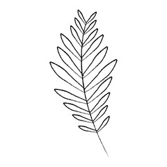 branch palm leaves frond natural vector illustration sketch design
