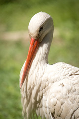Portrait of a stork at the zoo