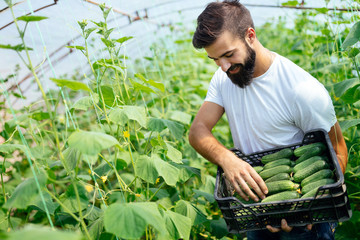 Male farmer picking fresh cucumbers from his hothouse garden