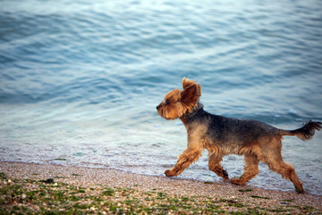 Beautiful male Yorkshire Terrier on the beach