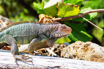 Iguana