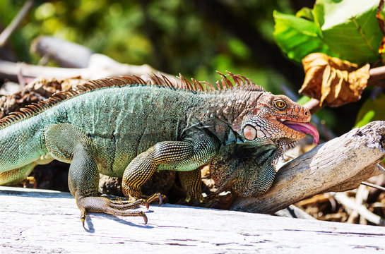 Iguana