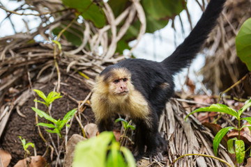Naklejka na ściany i meble Monkey in Costa Rica