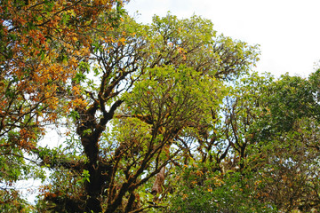 Tree with moss in Ang ka nature trail at doi inthanon National park of Chiang Mai,Thailand  ,Highest mountain of Thailand. it is very rare, it grows well at an altitude of 2,000 meters above sea level