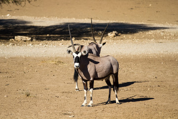 Gemsbok, aka Oryx
