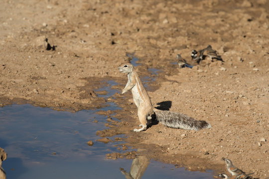 Ground Squrrel drinking