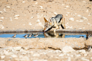 Black-backed Jackal