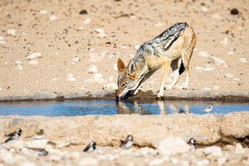 Black-backed Jackal