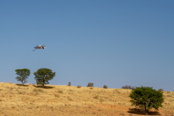 Fototapeta na wymiar Grey Heron in flight