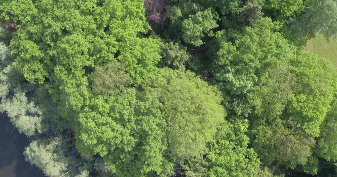 Drone filming trees from up top while pointing down