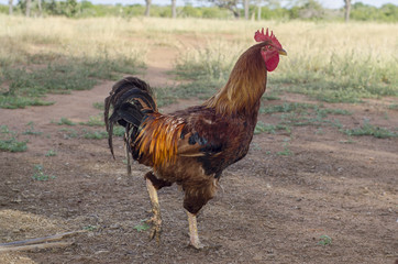 Galo caipira solto em meio ao pasto