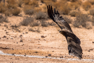 Fototapeta premium Martial Eagle in flight