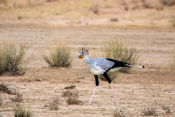 Secretary bird on the hunt