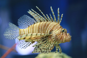 Lion fish are swimming in the coral reef.