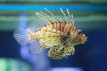 Lion fish are swimming in the coral reef.