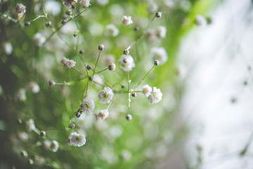 White flowers spring background