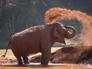 Fototapeta premium elephant