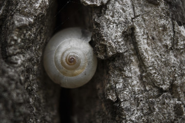 Snail shelter