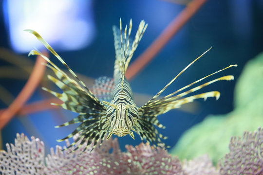 Lion fish are swimming in the coral reef.