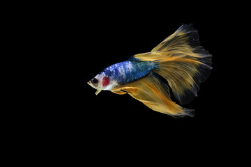 Betta fish, siamese fighting fish, betta splendens (Halfmoon fancy Yellow betta ),isolated on black background.