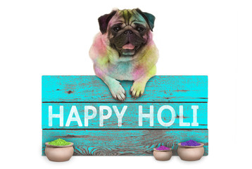 lovely Festival of colors pug puppy dog, covered with colored powder, hanging on sign with text...