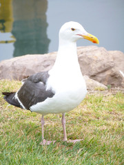 Möwe