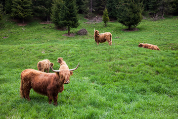 Brown highland cow in Isle of Skye, Scotland