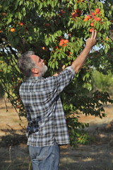 Farmer or agronomist examining and picking apricot fruit from tree in orchard