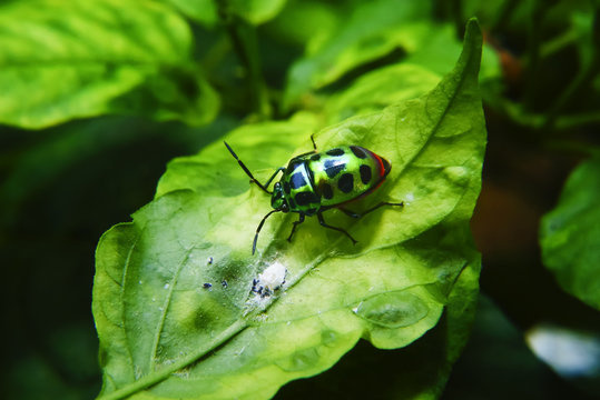 Rainbow Shield Bug ( Calidea dregii ) On Green Leaf , Close Up , Selective Focus