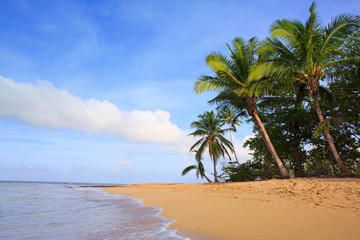 Fototapeta na wymiar Caribbean sea and green palms.