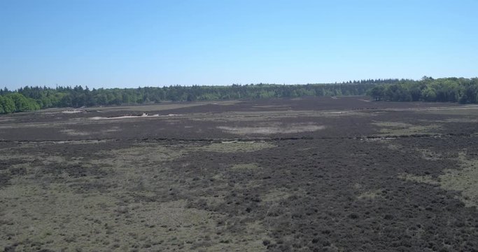 Drone filming a dutch landscape, de heide with trees in the background