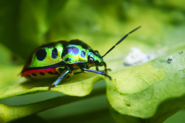 Rainbow Shield Bug ( Calidea dregii ) On Green Leaf , Close Up , Selective Focus