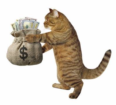 The cat is holding a sack of money. White background.