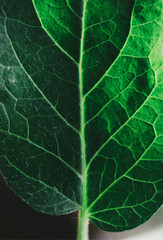 Close-up Green Leaf