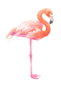Flamingo illustration painted with watercolors isolated on white background.