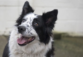 Beautiful black and white border collie dog with copy space  