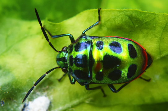 Rainbow Shield Bug ( Calidea dregii ) On Green Leaf , Close Up , Selective Focus