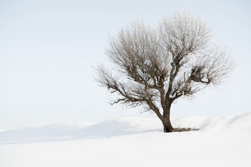 Fototapeta na wymiar one tree on white sky and white snow in winter, beautiful wild landscape, nature concept