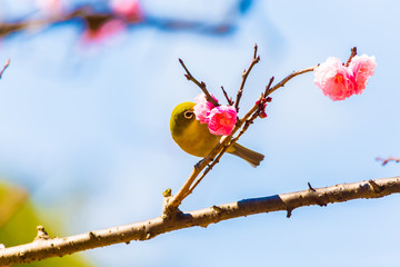The Japanese White eye.The background is red plum blossoms.Located in Tokyo Prefecture Japan.