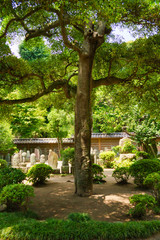 Fototapeta na wymiar A Japanese cemetery covered in vibrant green foliage with a tree prominently featured.