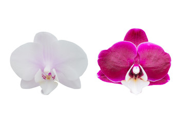 orchid flower isolated on white background